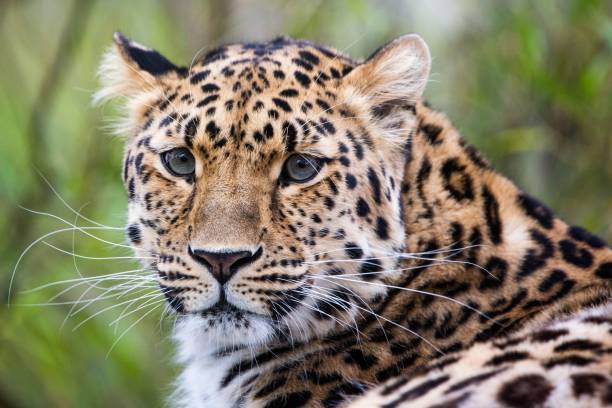 istock a big leopard staring towards the distance with trees in background 1499562958