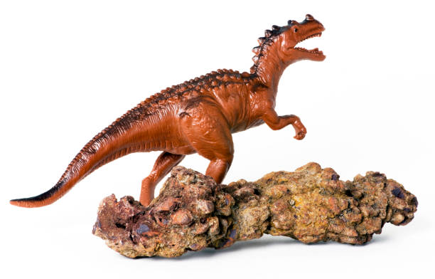 istock Dino poop called Coprolite. 1499569015