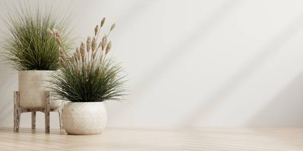 istock White wall background empty room with plants on a wooden floor. 1499570388
