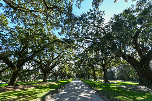 Boone Hall Plantation in Mount Pleasant, South Carolina. The plantation is one of America's oldest plantations still in operation.