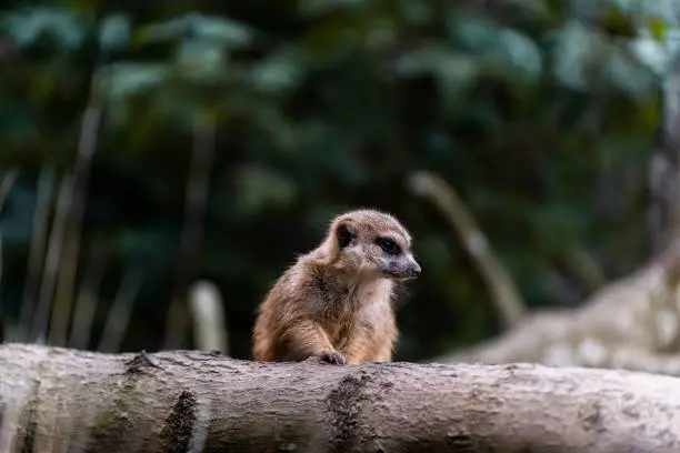 Photo of Cute mammal perched atop a tree branch in the zoo