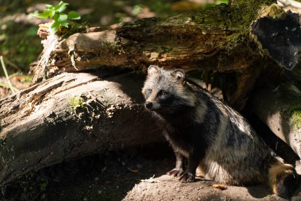 istock Small raccoon perched on the ground, nestled close to a tree 1499570885