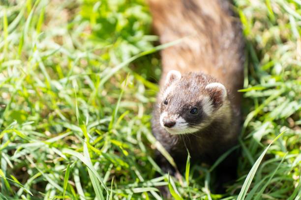 istock a ferret in the grass looking at the camera as he stands 1499570890