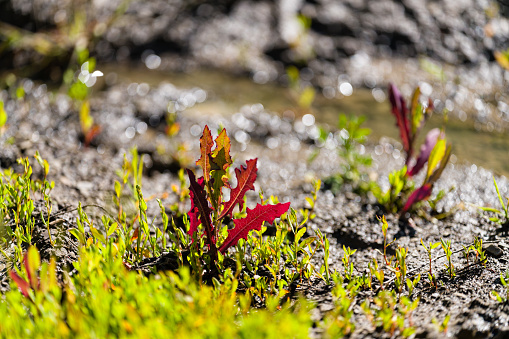 New Plant Life Along Stream Regeneration - Backlit red, green and yellow leaves of new plants regenerating area.