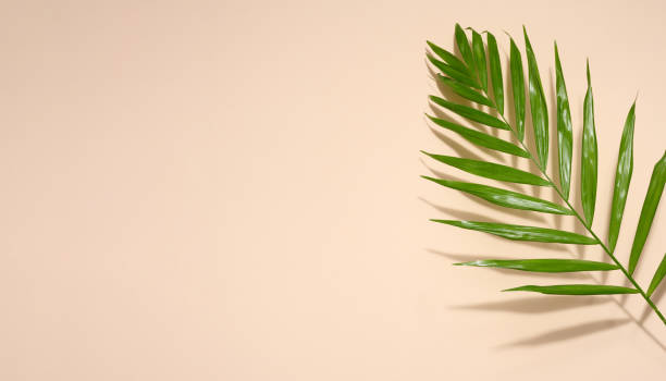 istock Abstract beige background with palm leaf and shadow, stage for showcasing products, cosmetics. Copy space 1499573258