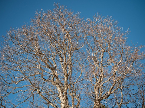 An old tree with sparse, bare branches illuminated by the sun on a clear day
