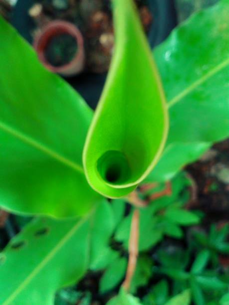 New shoots of green leaf