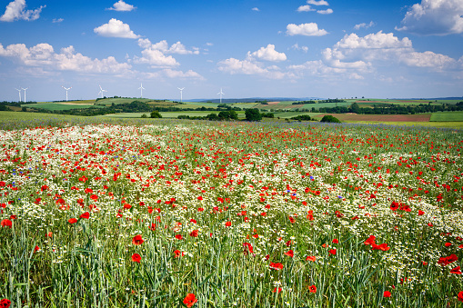 corn poppy and chamomile on a meadow in front of an idyllic eifel landscape with hills, trees and wind power plants