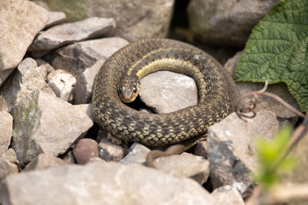 istock Garter Snake curled up in a rocky terrain 1499577297