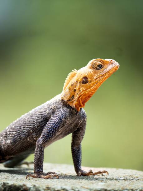 agama agama lizard with a bright yellow head male - sub saharan africa imagens e fotografias de stock