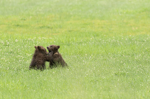 Two grizzly cubs play fight in a farmers field.