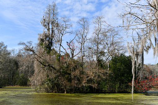 Magnolia Plantation and Garden in Charleston, South Carolina. It is one of the oldest plantations in the South, and listed on the National Register of Historic Places.