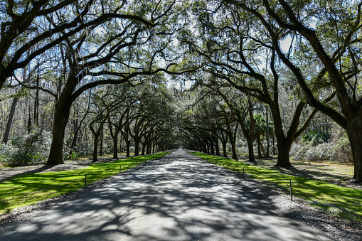 Spanish moss along the  oak tree lined road at historic Wormsloe Plantation in Savannah, Georgia.