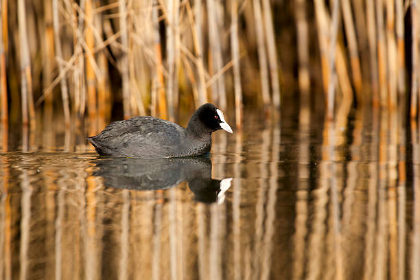 Coot Folaga (Fulica atra) swims in the lake with with reeds background reflected in water
