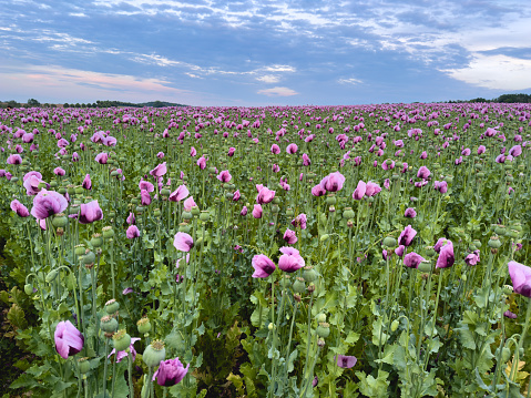 The picture with beautiful nature. Summer poppies in the summer. Photo of papaver outdoors, landscape photography with the poppy field. Sky, agriculture, meadow and flowers.