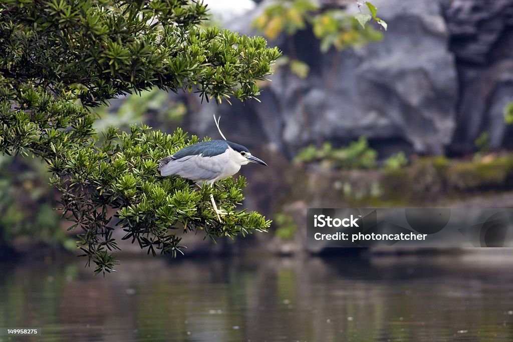 Noir couronne Bihoreau - Photo de Aigrette libre de droits