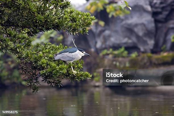 Photo libre de droit de Noir Couronne Bihoreau banque d'images et plus d'images libres de droit de Aigrette - Aigrette, Aile d'animal, Animaux à l'état sauvage