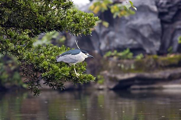 nitticora corona nera - heron night heron island water foto e immagini stock