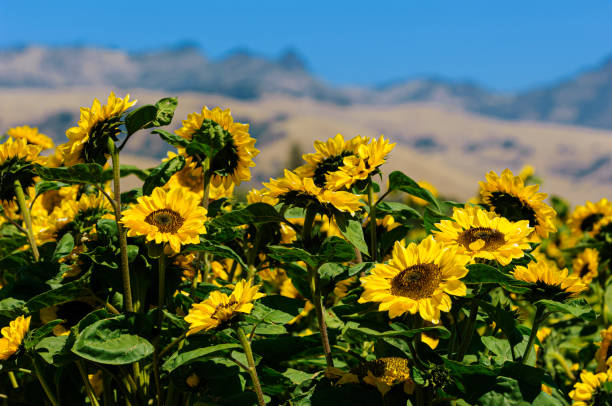 istock Low Angle View of Sunflower Field Blooming 1499582754