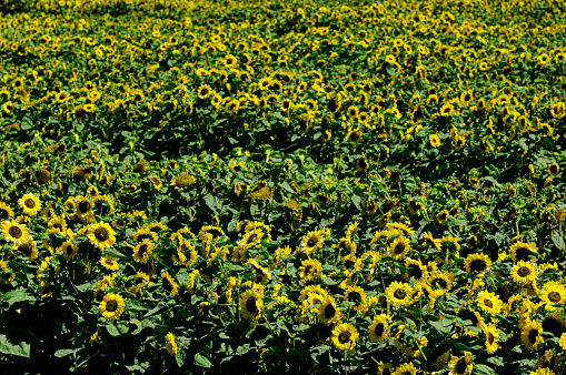 Wide field view of sunflowers blooming on a California farm.\n\nTaken in Hollister, California, USA