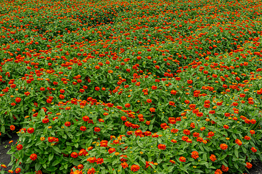 Wide field view of red zinnia flowers being grown on a coastal plant nursery\n\nTaken in Hollister, California. USA