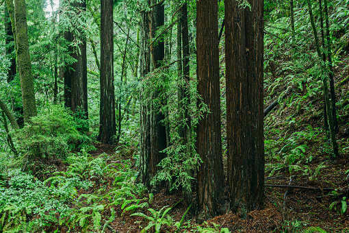 Redwood tree forest, in the Santa Cruz Mountains.\n\nTaken in Felton, California, USA