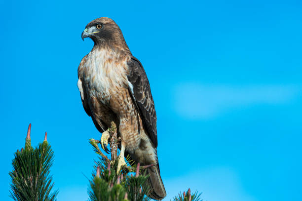 The saker falcon in a forest