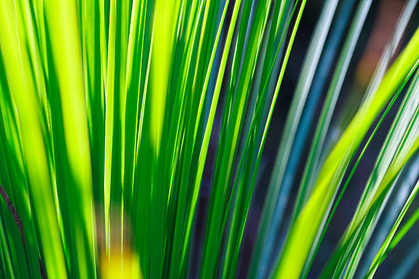 солнце в ксанторрея - sky sun grass tree стоковые фото и изображения