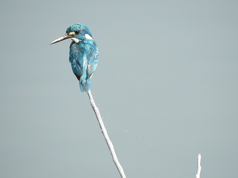 an Alcedo coerulescens or cerulean kingfisher perched on a branch while watching for prey