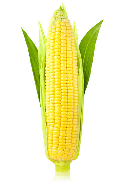 ухо кукуруза вертикальный/изолированные на белом фоне - agriculture close up corn corn on the cob стоковые фото и изображения