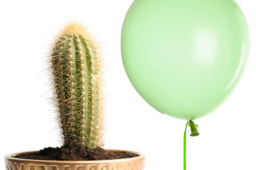 Green balloon near cactus on white background