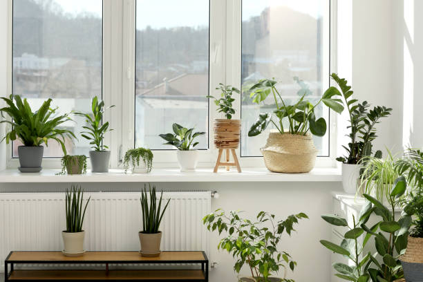 Free Stock Photo of Potted Plant in Front of Window | Download Free ...