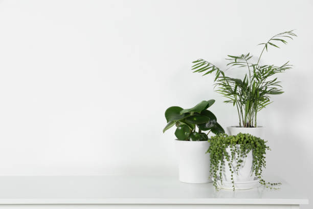 istock Many beautiful green potted houseplants on white table indoors, space for text 1499589046