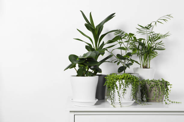 istock Beautiful green potted houseplants on white table indoors, space for text 1499589074