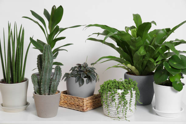 istock Green houseplants in pots on table near white wall 1499589079