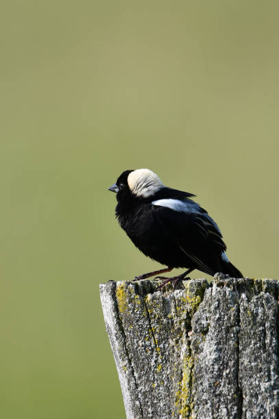 istock Male Bobolink bird 1499589473