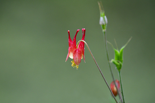 Close-up shot of beautiful red Columbine or Granny's Bonnet wild flower