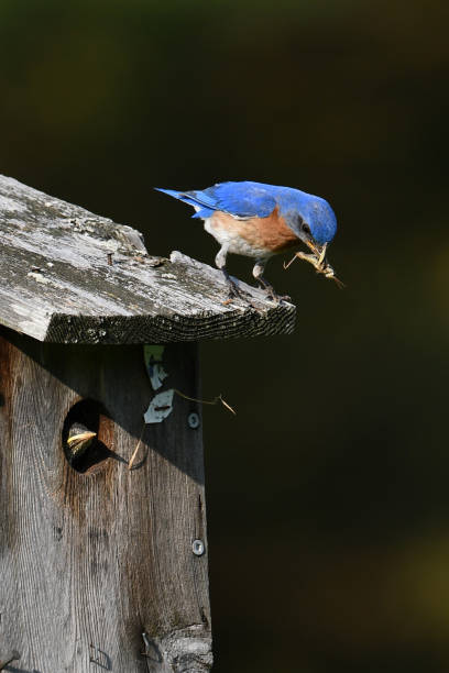 istock Male Eastern Bluebird with a caterpillar at nesting box 1499592521