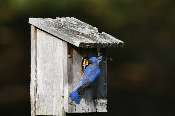 A bright colorful vibrant blue male Eastern Bluebird feeding a baby bluebird at it's nesting box