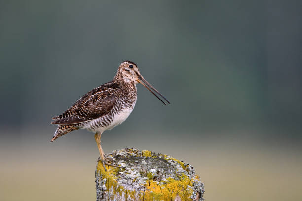 istock Common Wilson's Snipe bird on fence post 1499593175