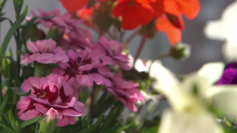 A bush of pink carnations in a flower arrangement. Flowering in spring and summer. Carnation bud flower plant.