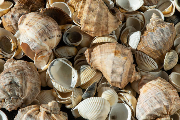 istock Sea shells on the beach. Summer background. Rapan shell. Beige light color. Aesthetic minimalism. Nature beauty. 1499593543