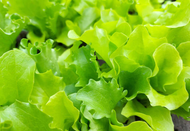 istock green lettuce grows in the garden. plant background. 1499593970