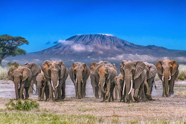 istock Elephant Parade Across Amboseli Plain with Mt. Kilimanjaro in Background 1499594124