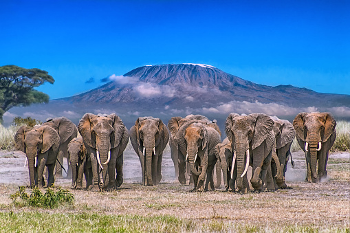 A herd of elephants march through Kenyas Amboseli National Park.