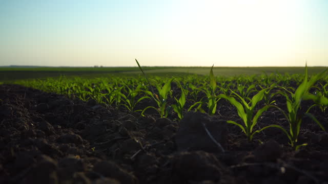 Close up green young corn maize plants. Young corn field with sunset. Fresh green sprouts of maize.