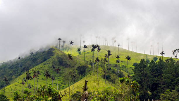 istock Mountain of Green in Cocora Valley 1499600248