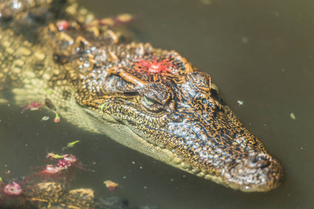 istock crocodile floats on the water 1499606476