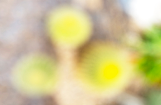 cactus blurred bokeh light background texture, copy space