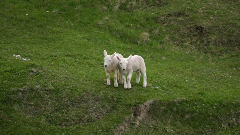 Lamb grazing on lush green grass, view of cliffs and the sea behind.